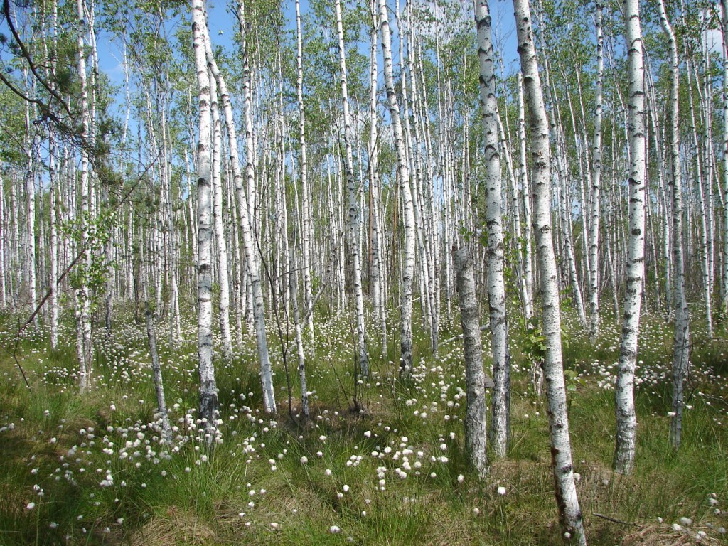 Mezotrophic bog of Somyne Swamps